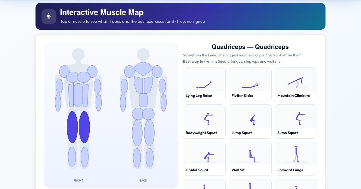 Screenshot of the free Interactive Muscle Map tool on AZRS QuickFix